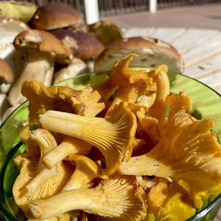 Vakantiehuis Palvia Glamping - Uniikki Lomapaikka Ryhmille *