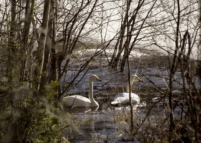 Palvia Glamping - Uniikki Lomapaikka Ryhmille Jämsä