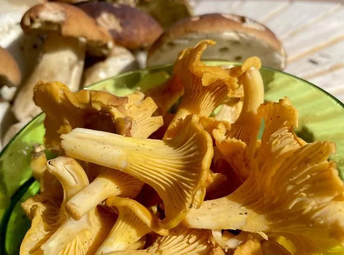 Semesterbostad Palvia Glamping - Uniikki Lomapaikka Ryhmille *